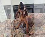 Small Redbone Coonhound