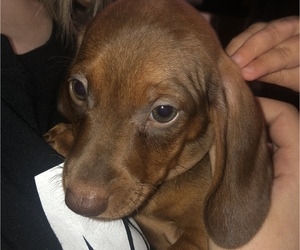 Dachshund Puppy for sale in HOLLISTER, CA, USA