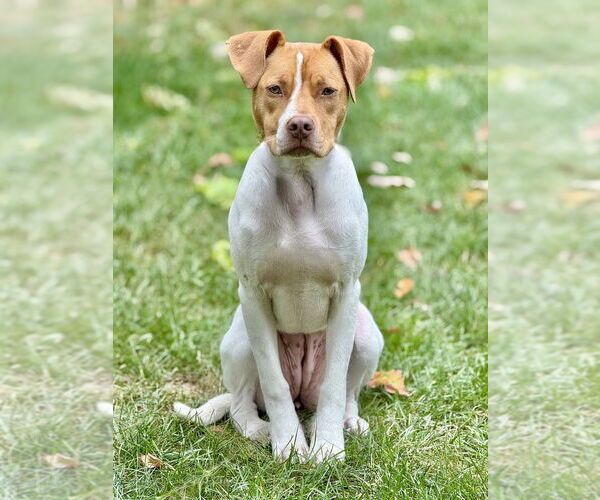 Medium Photo #54 American Pit Bull Terrier-Unknown Mix Puppy For Sale in Brewster, NY, USA
