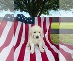 Small Photo #13 English Cream Golden Retriever Puppy For Sale in PROSPECT, VA, USA