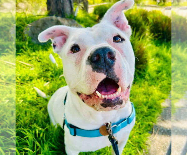 Medium Photo #1 American Pit Bull Terrier Puppy For Sale in Hayward, CA, USA