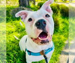 Small American Pit Bull Terrier