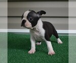 Small Photo #8 Boston Terrier Puppy For Sale in MACON, GA, USA