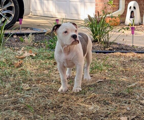 Medium Photo #1 Olde English Bulldogge Puppy For Sale in AUSTIN, TX, USA