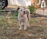 Puppy Roo Olde English Bulldogge