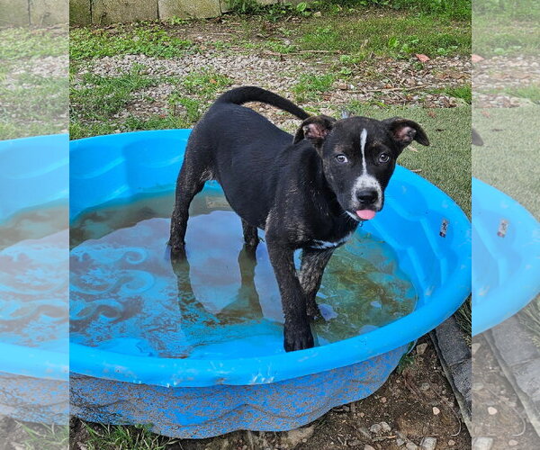 Medium Photo #4 Mutt Puppy For Sale in Tracy City, TN, USA