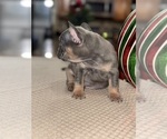 Small Photo #15 French Bulldog Puppy For Sale in HILTON, NY, USA