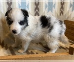 Small #7 Shetland Sheepdog
