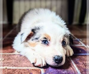 Australian Shepherd Puppy for sale in EVANSVILLE, IN, USA