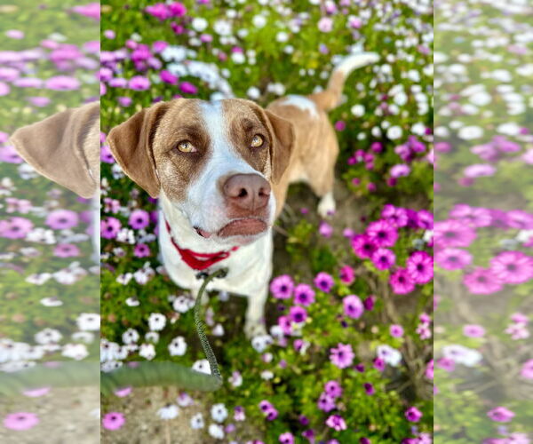 Medium Photo #6 Boxer Puppy For Sale in San Diego, CA, USA