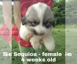 Small Photo #57 Great Pyrenees Puppy For Sale in HILLSVILLE, VA, USA
