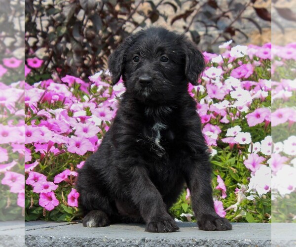 Medium Photo #4 Shepadoodle Puppy For Sale in HONEY BROOK, PA, USA