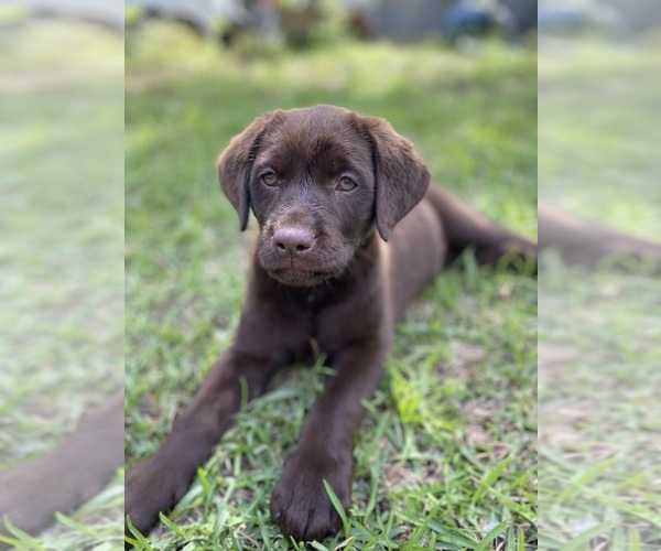 Medium Photo #3 Labrador Retriever Puppy For Sale in EASTMAN, GA, USA