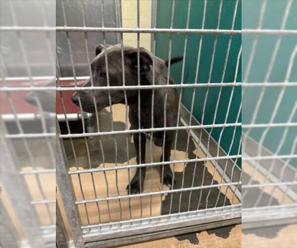 Medium Photo #1 Mutt Puppy For Sale in Texas City, TX, USA