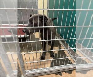 Mutt Dogs for adoption in Texas City, TX, USA