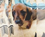 Small Photo #1 Dachshund Puppy For Sale in COFFEYVILLE, KS, USA