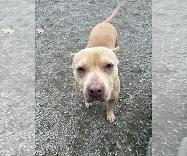 Medium Photo #2 Mutt Puppy For Sale in Elmsford, NY, USA