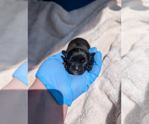 Medium Photo #4 French Bullhuahua Puppy For Sale in Grafton, WI, USA