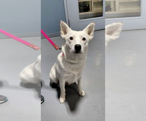 Mutt Dogs for adoption in South Bend, IN, USA