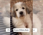 Small Photo #4 Great Pyrenees Puppy For Sale in ALPHARETTA, GA, USA
