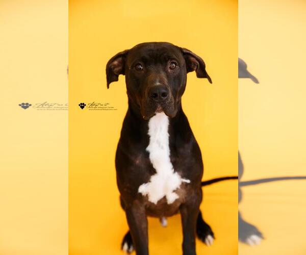 Medium Photo #5 Labrador Retriever-Unknown Mix Puppy For Sale in Rockwall, TX, USA