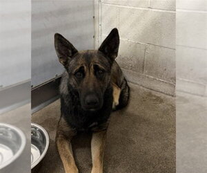 Holland Shepherd-Unknown Mix Dogs for adoption in San Bernardino, CA, USA