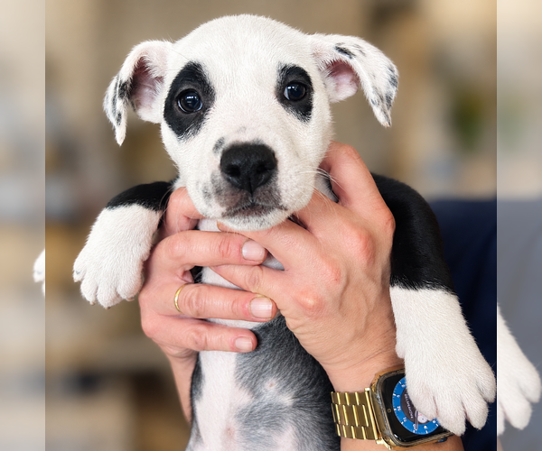 Medium Photo #2 American Pit Bull Terrier Puppy For Sale in RICHMOND, CA, USA