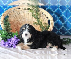 Bernedoodle Puppy for sale in FREDERICKSBURG, OH, USA