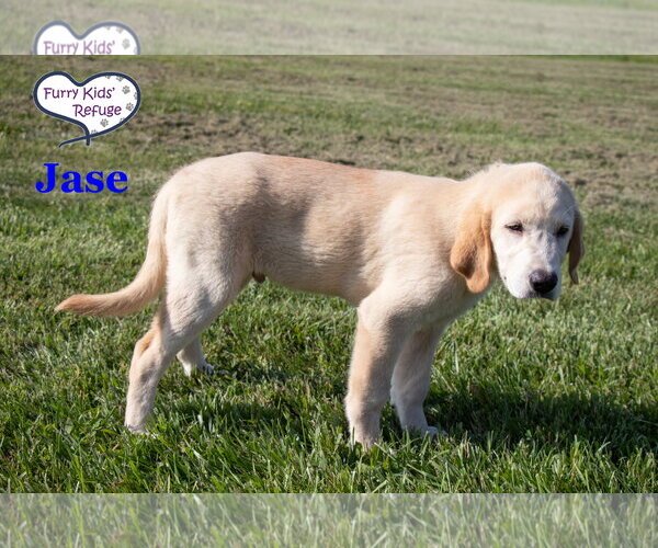 Medium Photo #2 Labrenees Puppy For Sale in Lee's Summit, MO, USA