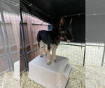 Small German Shepherd Dog