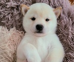 Small Photo #1 Shiba Inu Puppy For Sale in CARPENTERSVILLE, IL, USA