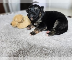 German Shepherd Dog Puppy for sale in ROCHESTER, NY, USA
