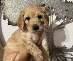 Puppy Puppy 1 Daisy Goldendoodle