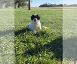 Small Photo #8 Aussie-Poo Puppy For Sale in MAZEPPA, MN, USA