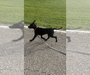 Onyx FKA Stinger - Male Labrador Retriever-Unknown Mix Dog for Adoption - Photo #14