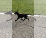 Small Photo #14 Labrador Retriever-Unknown Mix Puppy For Sale in Springdale, PA, USA
