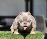 Small Photo #1 American Bully Puppy For Sale in EMPIRE STATE, NY, USA