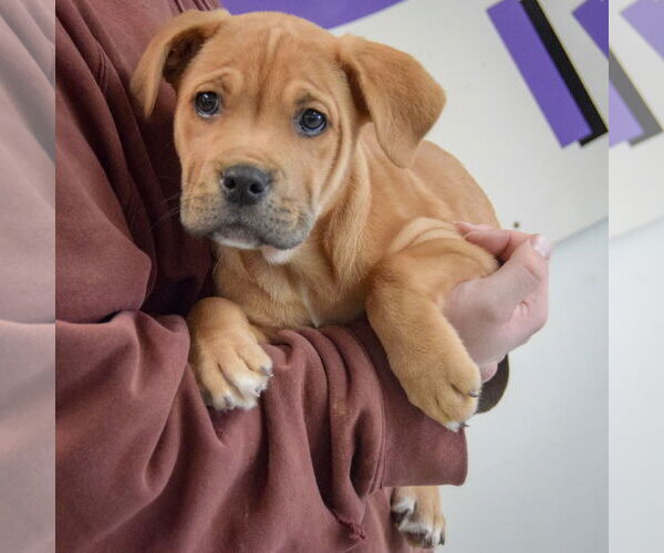 Medium Photo #3 Mastiff-Unknown Mix Puppy For Sale in Huntley, IL, USA