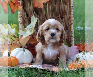 Cocker Spaniel Puppy for sale in HERSHEY, PA, USA