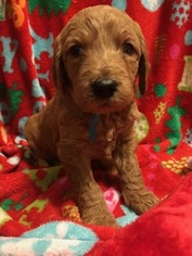 Goldendoodle Puppy for sale in ONSTED, MI, USA