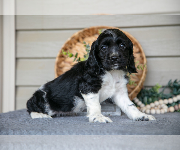 Medium Photo #1 Cocker Spaniel Puppy For Sale in SEAMAN, OH, USA