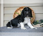 Puppy Jewel Cocker Spaniel