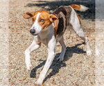 Small #4 Mutt