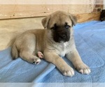 Small Photo #3 Akita-Siberian Husky Mix Puppy For Sale in ALEXANDRIA, VA, USA