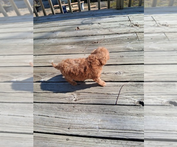 Medium Photo #14 Goldendoodle (Miniature) Puppy For Sale in GASTONIA, NC, USA