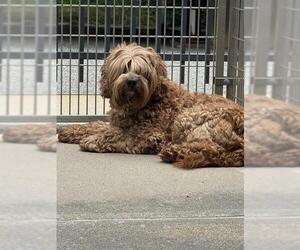 Portuguese Water Dog Dogs for adoption in Brewster, MA, USA