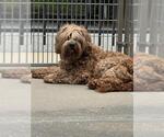Small Portuguese Water Dog