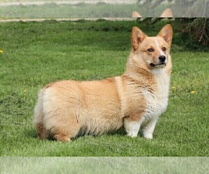 Mother of the Pembroke Welsh Corgi puppies born on 03/15/2023