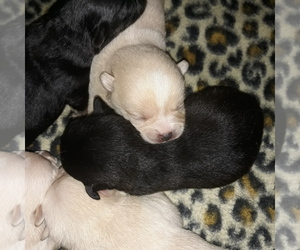 Chion Puppy for sale in SALEM, MA, USA
