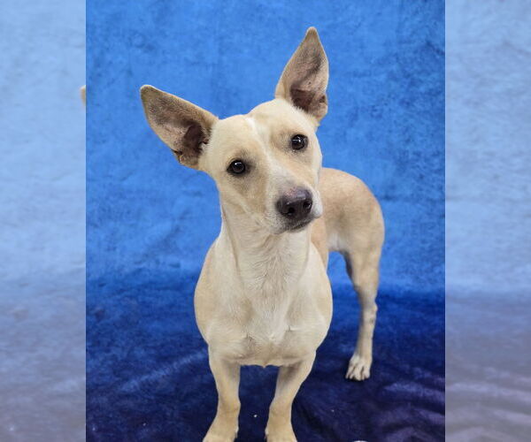 Medium Photo #7 Chihuahua-Unknown Mix Puppy For Sale in Lakewood, CO, USA